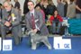 Rafael de Quinta Tamanaco - vice World Winner (photo by Dentis kennnel)